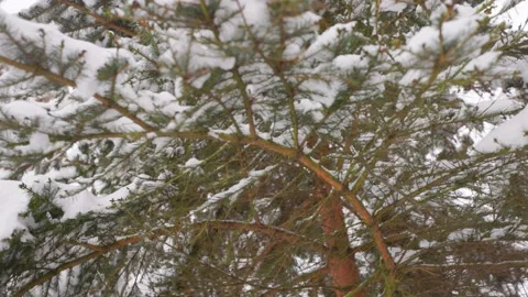 Winter plot with pine Stock Footage 228753045