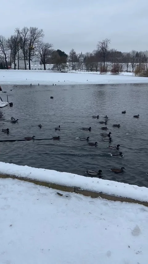 Winter pond with ducks. Ducks swim on the lake in winter Stock Footage 224719235
