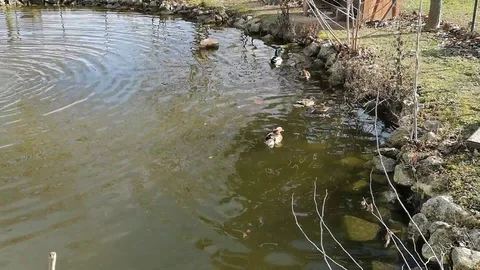 Winter pond with ducks in the water Video stock 100638541
