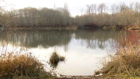 Winter pond Olympic Peninsula Washington State 動画素材 70766057