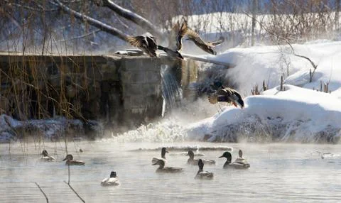 Winter pond. Stock Photos