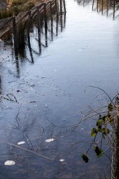 Winter Pond Reflections Fotos de archivo