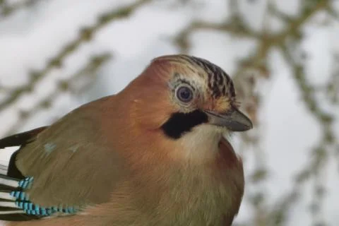 Winter portraid of Eurasian jay (Garrulus glandarius). Foto stock