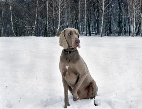 Winter portrait of a weimaraner Stock Photos