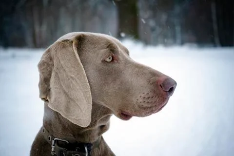Winter portrait of a weimaraner Stock Photos