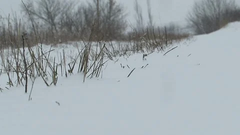 Winter pours snow blowing wind Stock Footage 149189745