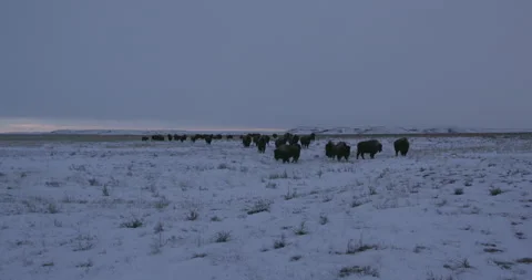 Winter Prairie Bison Herd Wide Shot Video stock 332441906