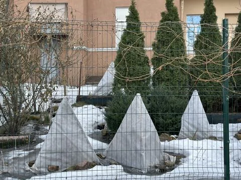 Winter Protected Plants Covered with White Fabric in Garden Stock Photos