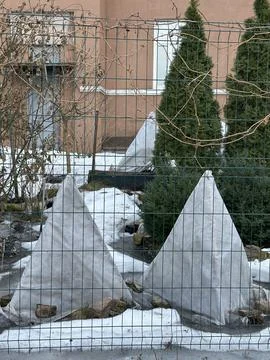 Winter Protected Plants Covered with White Fabric in Garden Stock Photos