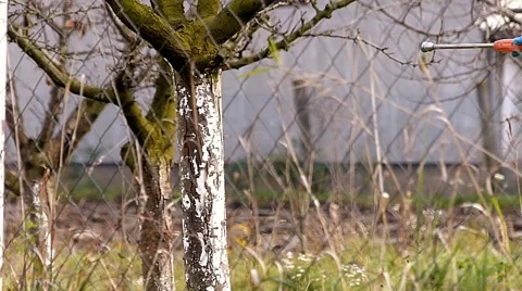 Winter protection of fruit trees by spraying Stock Footage 48867932