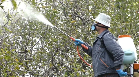 Winter protection of fruit trees by spraying with copper lime Stock Footage 48880856