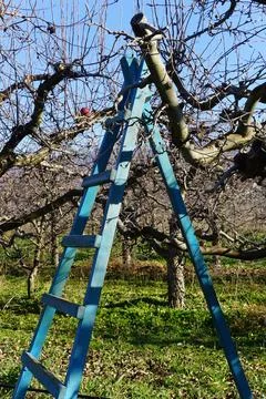 Winter pruning of apple tree agriculture concept Stock Photos
