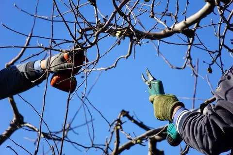 Winter pruning of apple tree agriculture concept .two pruners with electric.. Stock Photos