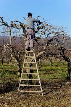 Winter pruning of apple tree agriculture concept Stock Photos