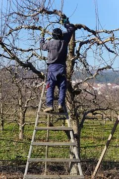 Winter pruning of apple tree agriculture concept Stock Photos