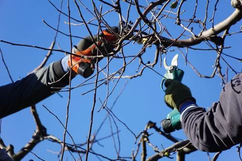 Winter pruning of apple tree agriculture concept .two pruners with electric.. Stock Photos