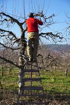 Winter pruning of apple tree agriculture concept Stock Photos
