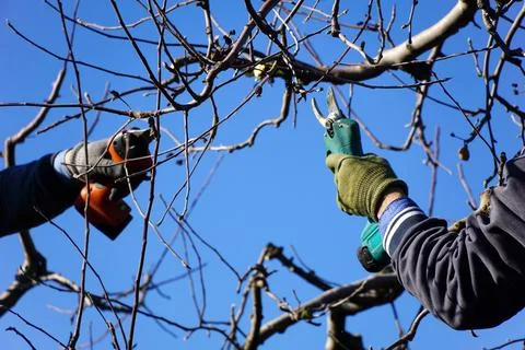 Winter pruning of apple tree agriculture concept .two pruners with electric.. Stock Photos