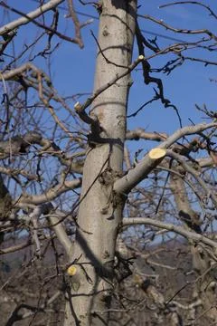 Winter pruning of apple tree, agriculture theme Stock Photos