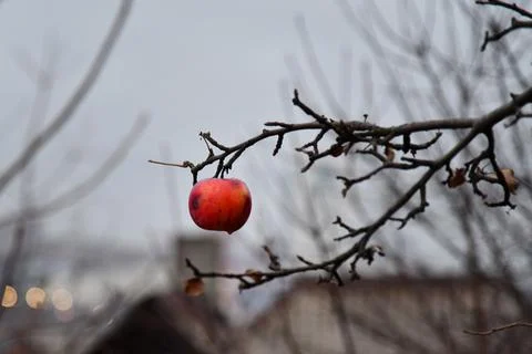 Winter pruning of apple tree agriculture concept .two pruners with electric.. Stock Photos