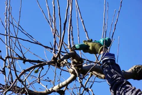 Winter pruning of apple tree with electric secateurs , agriculture concept Stock Photos