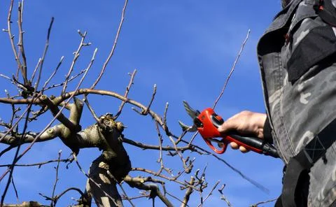 Winter pruning of apple tree with electric secateurs Stock Photos