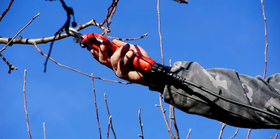 Winter pruning of apple tree with electric secateurs Stock Photos