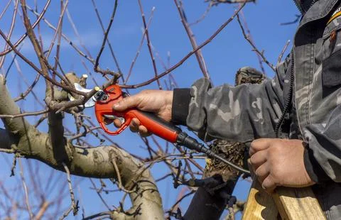 Winter pruning of apple tree with electric secateurs Stock Photos