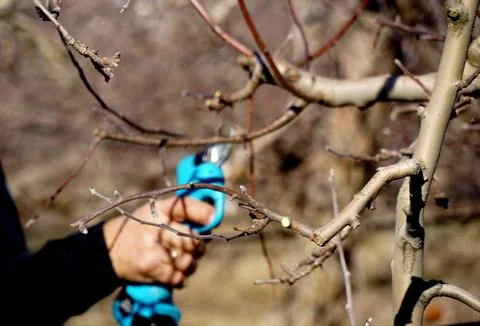 Winter pruning of apple tree with electric secateurs Stock Photos