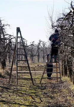 Winter pruning of apple tree Stock Photos
