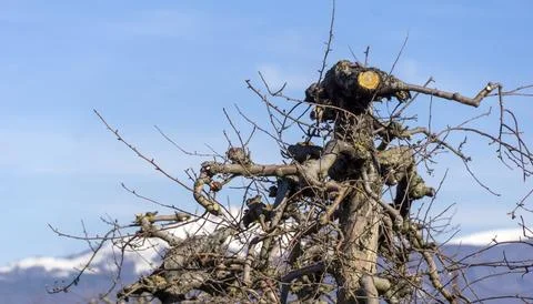Winter pruning of apple tree Stock Photos