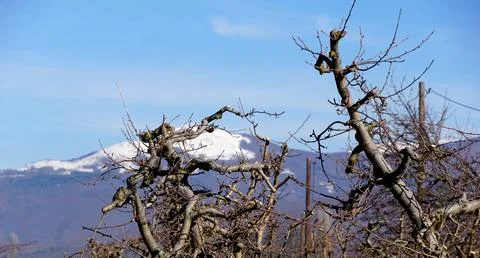 Winter pruning of apple tree Stock Photos