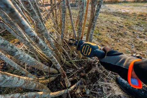 Winter pruning with compact reciprocating saw in a home garden 库存照片