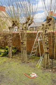 Winter pruning of living willow structure. Stock-Fotos