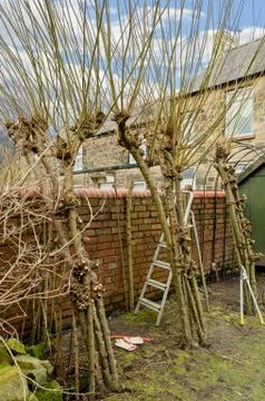 Winter pruning of living willow structure. 写真素材