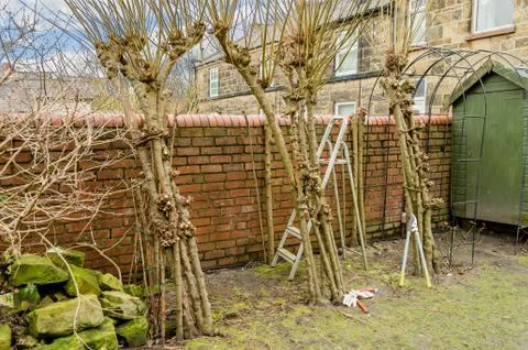 Winter pruning of living willow structure. Stock-Fotos