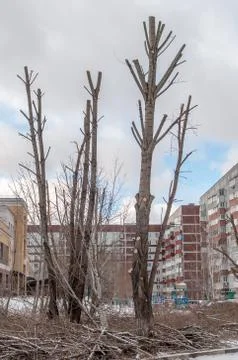 Winter pruning of tall or dry trees in the city Stock Photos