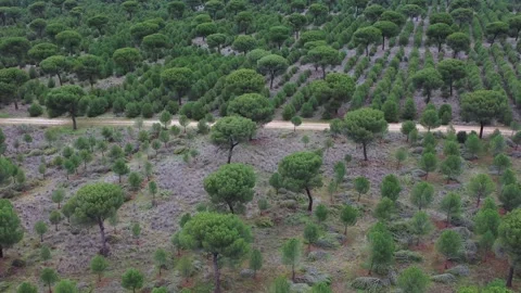 Winter pruning in young pine forest for wildfire prevention Stock Footage 327462275