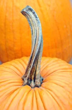 Winter pumpkin Stock Photos