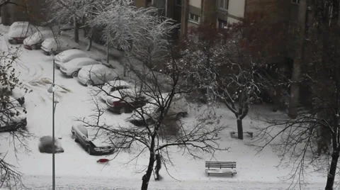 Winter puppy. Stock Footage 34510607