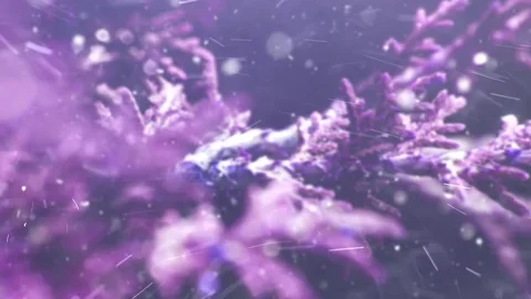 Winter purple background, snowing animation Stock Footage 80688696