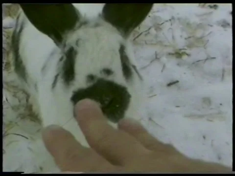 Winter Rabbits Stock Footage 340850030