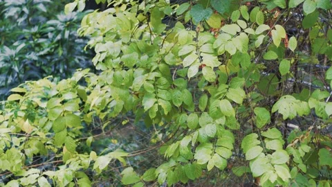 The winter rain Stock Footage 146362728