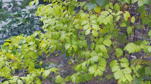 Winter rain through the window-1 Stock Footage 146362926