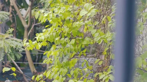 Winter rain through the window Stock Footage 146362765