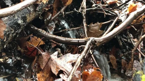 Winter Rain Watershed Through Branches Stock Footage 122688441