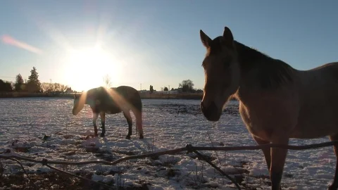 Winter Ranch Horses In Pasture Video stock 71591327