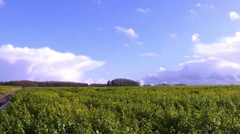 Winter rapeseed field for biofuels. Stock Footage 35496823