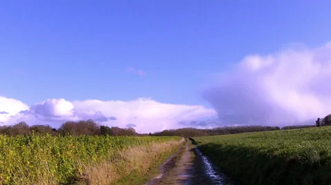 Winter rapeseed field for biofuels. Stock Footage 35509831