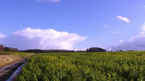 Winter rapeseed field for biofuels. Stock Footage 35510181